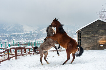 Fototapeta na wymiar horses in snow
