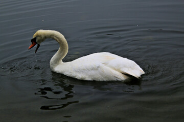 Obraz premium A close up of a Mute Swan in a London park