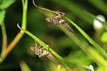 Zwei Exuvien der Blaugrünen Mosaikjungfer (Aeshna cyanea) an Krebsschere (Stratiotes aloides)
