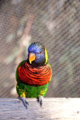 Green Nape Lorikeet