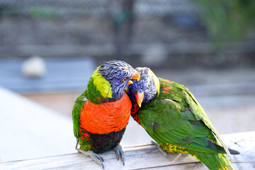 Green Nape Lorikeet