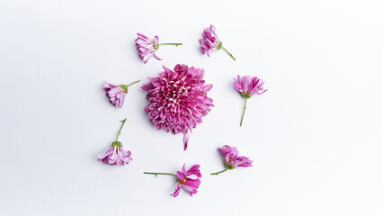 Beautiful dahlia flower flat-lay isolated on white background