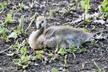A close up of a Mute Swan in a London park