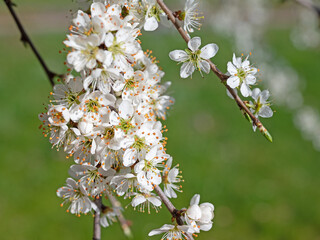 Blühener Schlehdorn, Prunus spinosa, im Frühling