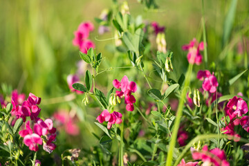 blooming beans in the field