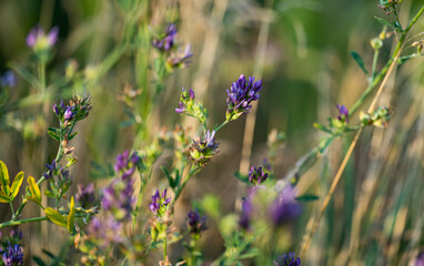blooming alfalfa in the field - obrazy, fototapety, plakaty