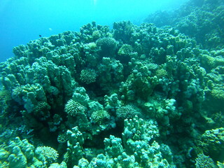 Coral reef and water plants in the Red Sea, Dahab, blue lagoon Sinai Egypt
