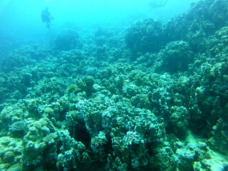 Coral reef and water plants in the Red Sea, Dahab, blue lagoon Sinai Egypt
