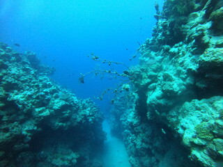 Fototapeta na wymiar Coral reef and water plants in the Red Sea, Dahab, blue lagoon Sinai Egypt 