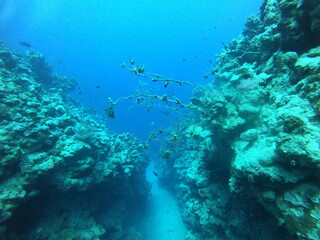 Naklejka na ściany i meble Coral reef and water plants in the Red Sea, Dahab, blue lagoon Sinai Egypt 