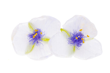 Fototapeta na wymiar tradescantia flower isolated