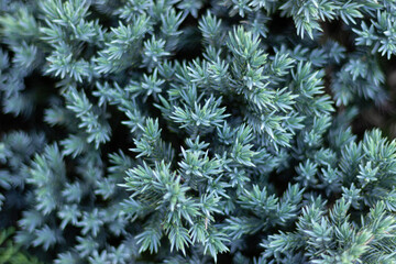 close up of a pine needles