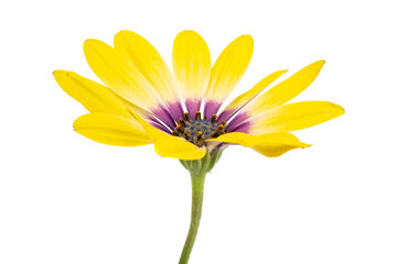 Osteosperumum Flower Daisy Isolated