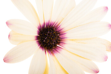 Osteosperumum Flower Daisy Isolated