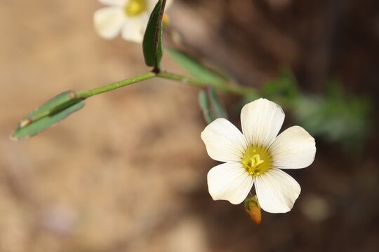 Isolated Spreading Phlox Flower