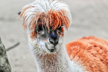 Lama with a magnificent hairstyle created by nature. When the Lama looks at you, this is an amazing...