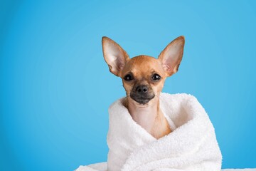 Funny wet puppy after bath wrapped in white towel. Just washed cute dog in bathrobe