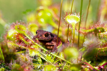 super macro of a little frog on a leaf of beautiful sundew ( drosera ).  insect catched by the plant. natural background