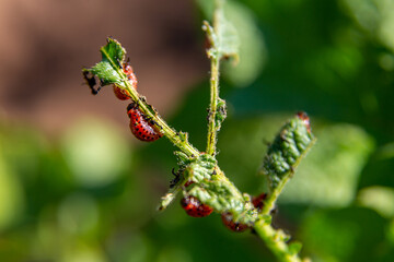 Obraz premium A beautiful super macro photo of a Colorado potato beetle larvae on a potato plant. Pest control, Food problems, ecology, gardening concept
