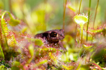 super macro of a little frog on a leaf of beautiful sundew ( drosera ).  insect catched by the plant. natural background