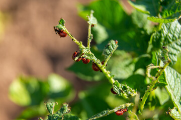 A beautiful super macro photo of a Colorado potato beetle larvae on a potato plant. Pest control, Food problems, ecology, gardening concept