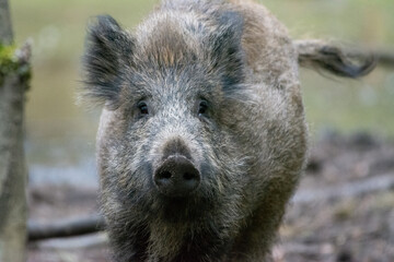 wild boar in the forest