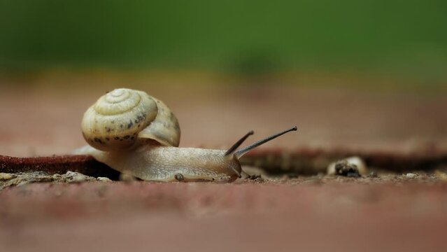 Species of large edible air-breathing land snail a terrestrial pulmonate gastropod mollusk, Roman Snail - Helix pomatia. 4K video