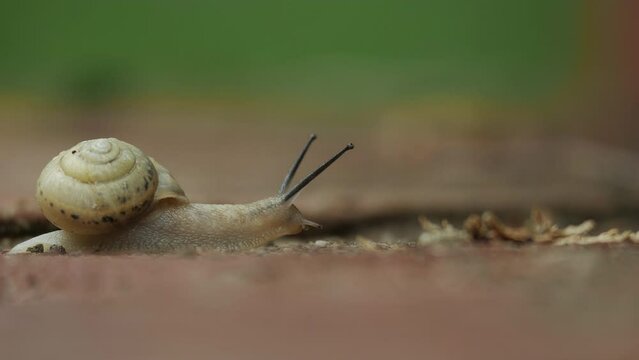Species of large edible air-breathing land snail a terrestrial pulmonate gastropod mollusk, Roman Snail - Helix pomatia. 4K video