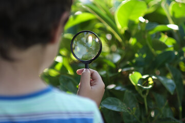 Little boy looking on grass with magnifier. Preschooler child is exploring nature with magnifying glass. Curious children in the woods.