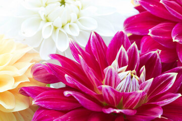 Fototapeta premium Red, white and yellow Dahlia flowers with focus on central red flower petals 