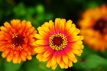 Multi Color Zinnia Flower in Garden 