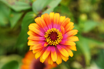 Multi Color Zinnia Flower in Garden 