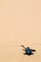 Save the Turtle