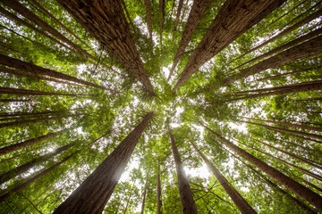 Fototapeta na wymiar horizontal photography of large sequoia trees 