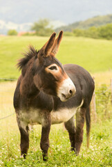 brown spanish donkey with green background
