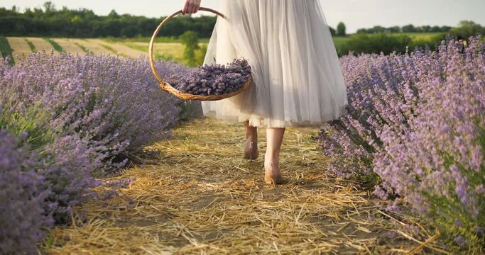 In this close-up, a white French woman's hand is holding a white wicker basket filled with lavender and is walking forward. Provence and lavender concept