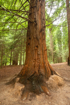 sequoia roots in sequoias national park 