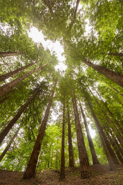 vertical photograph of large sequoia trees in forest in cantabria
