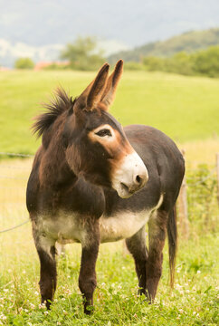 brown spanish donkey with green background
