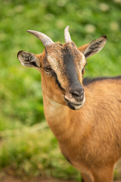 spanish brown goat looking to the side on green background
