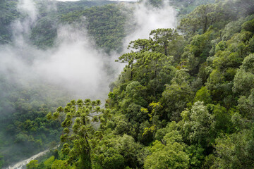 Fototapeta na wymiar Brazilian Pine Tree Forest. Aerial View