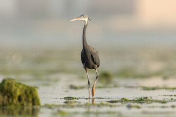 Western Reef Heron in water