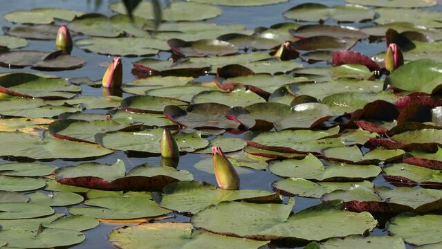 Lily in the city pond in summer