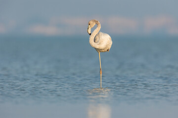 Juvenile greater flamingo in water on one leg © Niranjan
