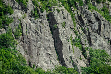 Green trees on a bedrock off a mountain.