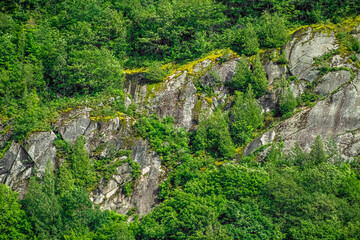 Green trees on a bedrock off the cliffside of a mountain.