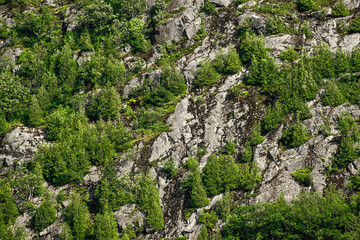 Green trees on a bedrock off the cliffside of a mountain.