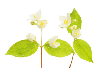 Mock orange isolated