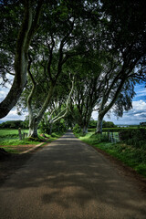 Obraz premium The Dark Hedges, Things to Do Bregagh Road, Stranocum, Ballymoney, County Antrim, BT53 8PX