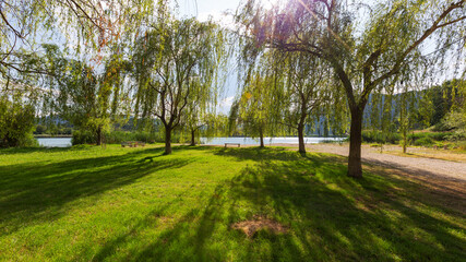 The shore of a lake with willows growing and a bench built between them.